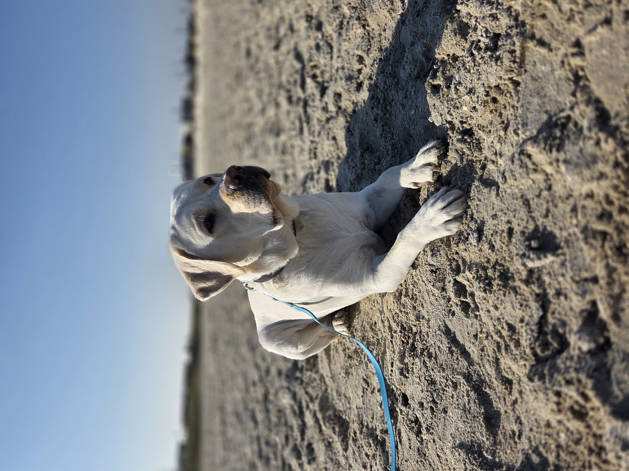Balou