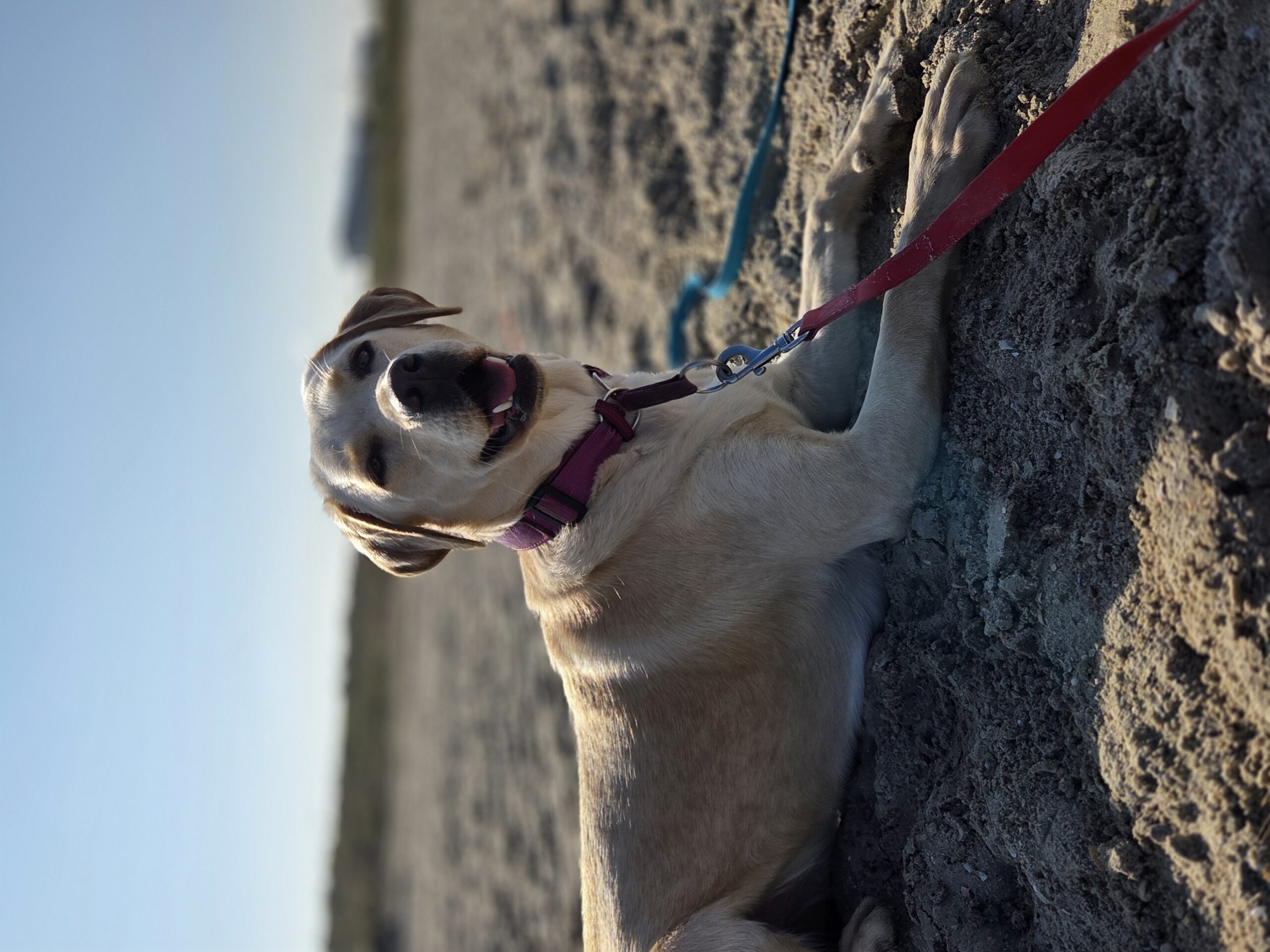 Emmi